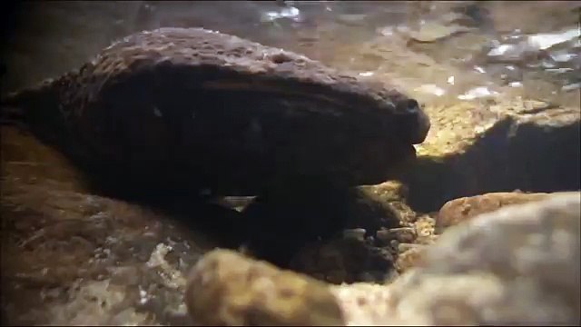 Дикая природа Японии6