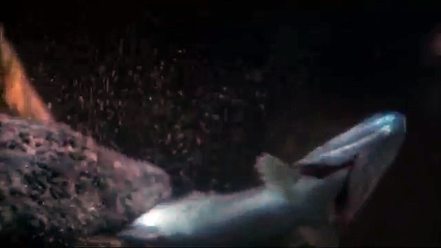 Дикая природа Японии7