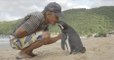 Penguin Travels 5,000 Miles Every Year To Visit The Human That Saved His Life
