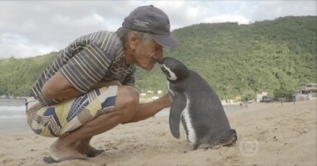 Penguin Travels 5,000 Miles Every Year To Visit The Human That Saved His Life