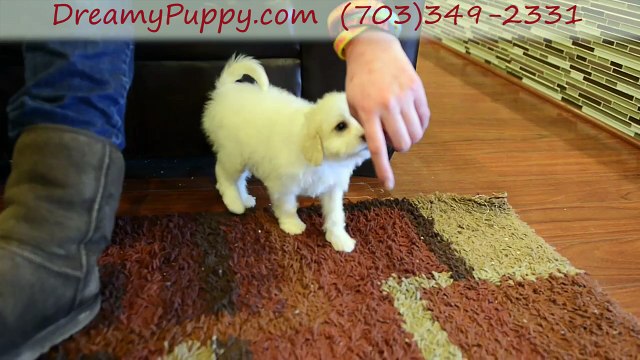 Dreamy Puppy Cavachon Girl - Find Puppies Investigation Report In Chantilly and Fredericksburg