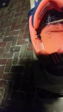 Toujours vérifier dans ses chaussures : grosse araignée cachée dedans