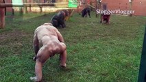 Deux chimpanzés sans poil martyrisent les autres animaux dans leur enclos