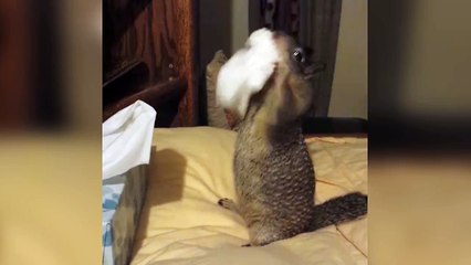 Un écureuil fait ses réserves de mouchoirs pour l'hiver... On sait jamais!