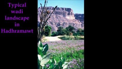Socotra - Dioskouridou Island, Exemplary Multicultural Society of Past Times - Prof. Muhammad Shamsaddin Megalommatis