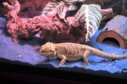 bearded dragon eating crickets