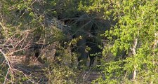 3-08-16 Sunrise Drive. Elephant with ear hole pushes over tree.