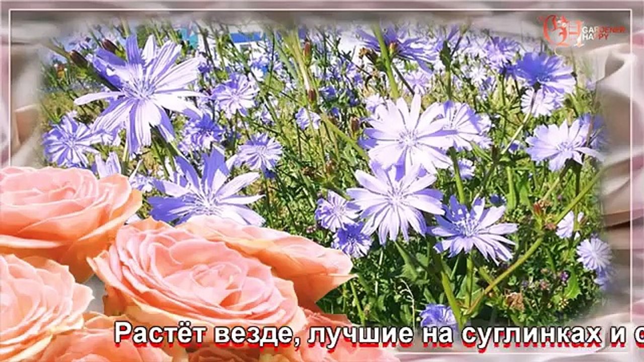 Цикорий обыкновенный, листовой, корневой выращивание