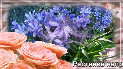 Агапантус выращивание уход