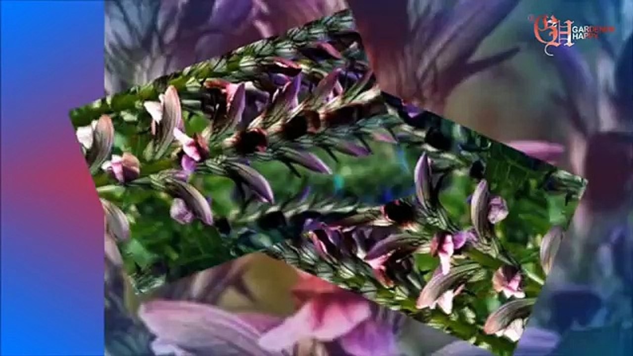 Акант венгерский посадка и уход