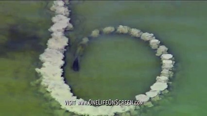 Dolphins trick fish with mud "nets" - One Life - BBC Video.