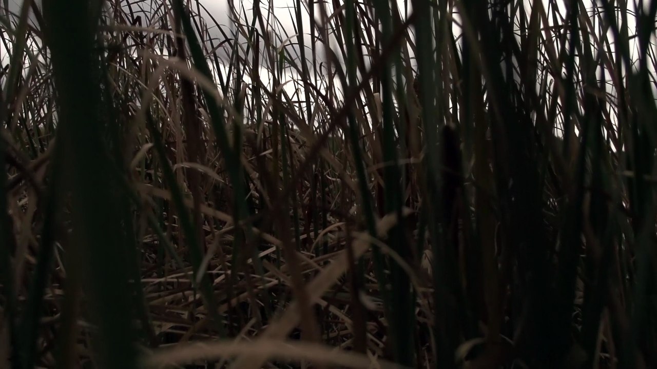 Through the Swamp