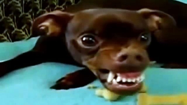 Best Funny Videos Dogs Making Compilation 0411