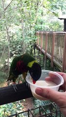 Bird Feeding - SloMo