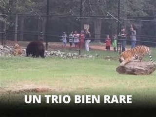 Il était une fois un ours, un lion et un tigre...