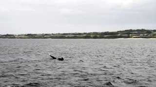 沖縄でのホエールウォッチング