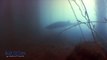 Seven gill shark filmed off Carp Reef