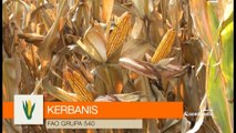 KWS hibrid kukuruza Kerbanis - odgovara zahtevima tržišta_440_20.02.2016.