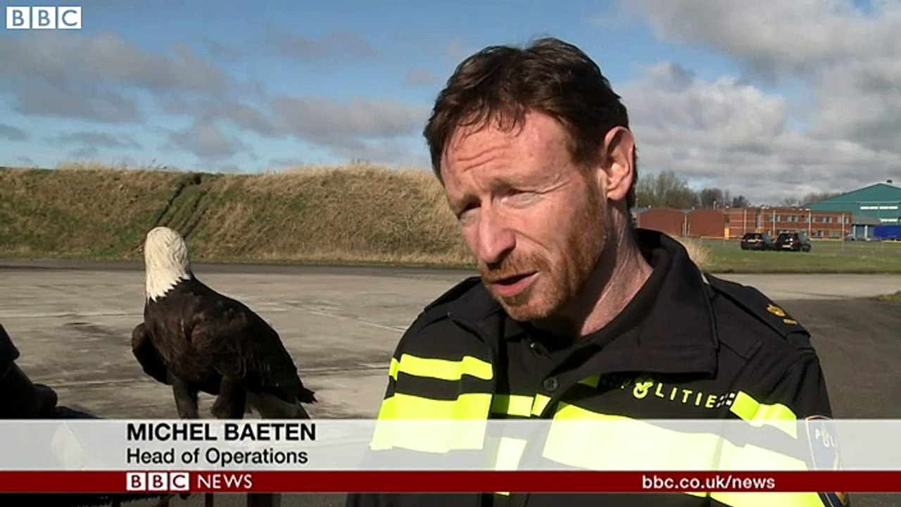 Eagles trained to take down drones