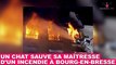 Un chat sauve sa maîtresse d'un incendie à Bourg-en-Bresse ! L'histoire dans la minute chat #153