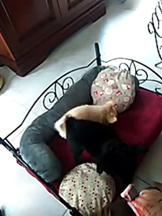 Macao p'tit gars chihuahua en action