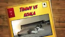 Timmy the scottish fold cat vs koala WILD AND MAD [funny cats]