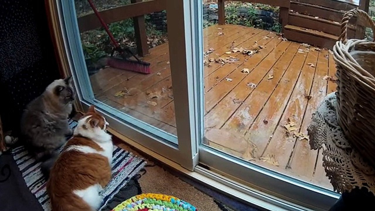 Funny Cat and Squirrel At The Window