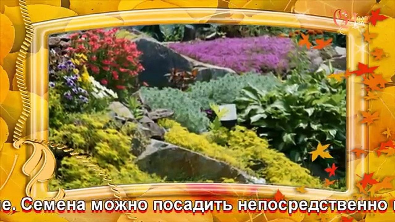 Бурачок горный алиссум выращивание