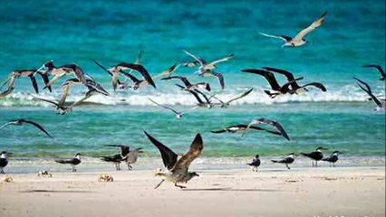 Socotra & Ancient History of Yemen, by Prof. Muhammad Shamsaddin Megalommatis