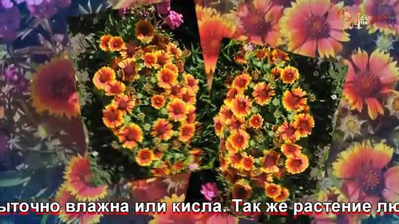 Гайлардия посадка и уход фото шоу