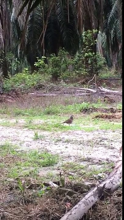 Pikat Terkukur Si Combat