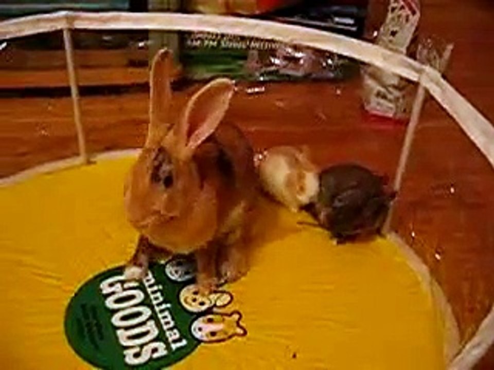 Bunny MoMo and her babies 20 days