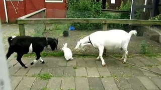 Bob vs bunny + Preben vs foliage