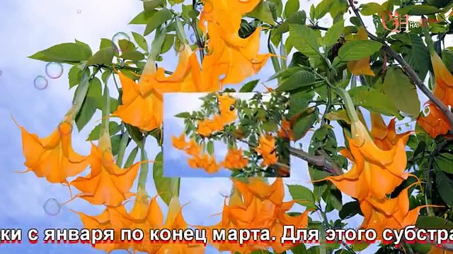 Бругмансия выращивание из семян