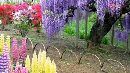 Вистерия посадка и уход