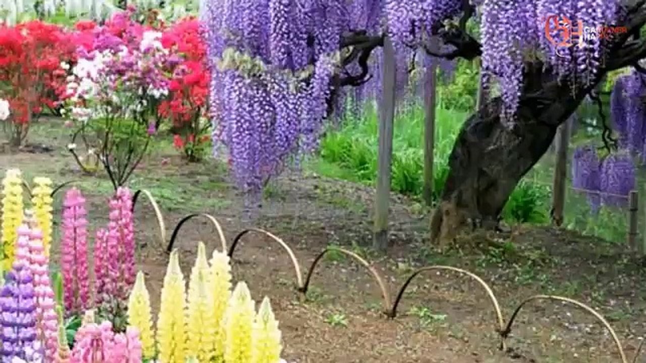 Вистерия посадка и уход