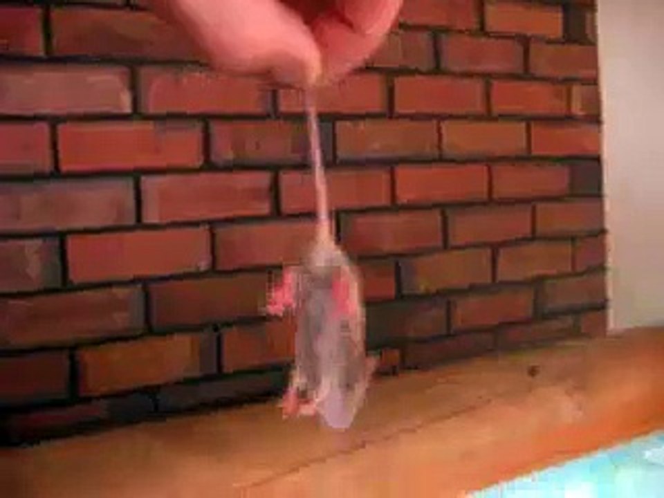 Oscar Fish Eats Live Mouse