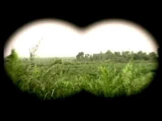 Greenpeace Say No To Deforestation Biofuel