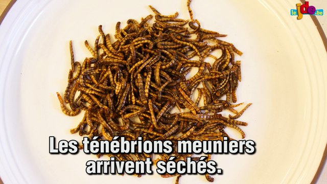 Pâtes d'insectes bis