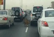 Hallucinant: un tigre en liberté dans les rues de Doha