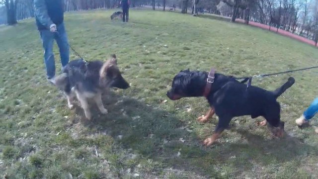 Rottweiler vs Long Haired German Shepherd
