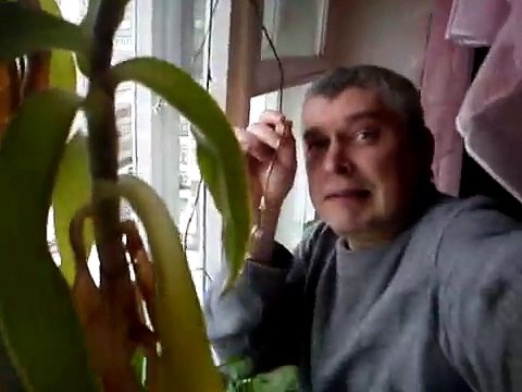 Видео про цветок Золотой или жирный ус цветёт у меня цветы