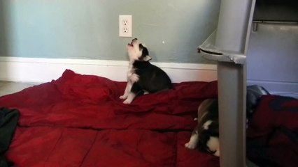 Singing Husky Puppy