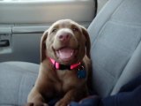 Chesapeake puppy trying to sleep