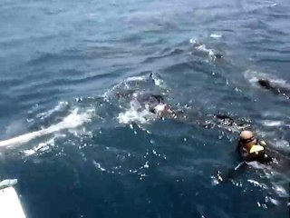 Pescador Island Whale Shark