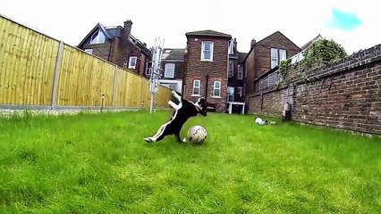 Dogs Who Fail At Being Dogs 2015