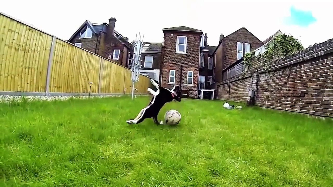 Dogs Who Fail At Being Dogs 2015
