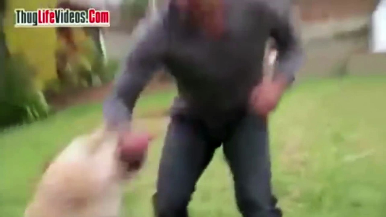 Dogs Thug Life - Ultimate Dogs Thug Life Compilation!