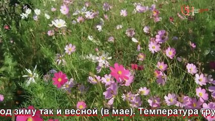 Космея выращивание из семян когда сажать