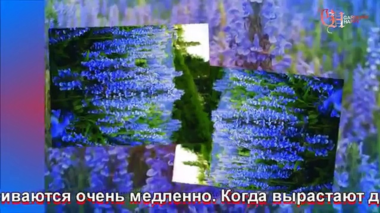 Котовник посадка и уход фото-шоу